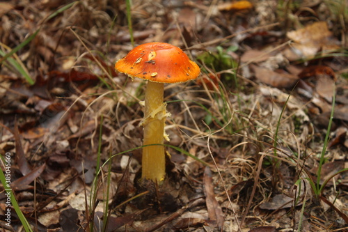 Beacon mushroom