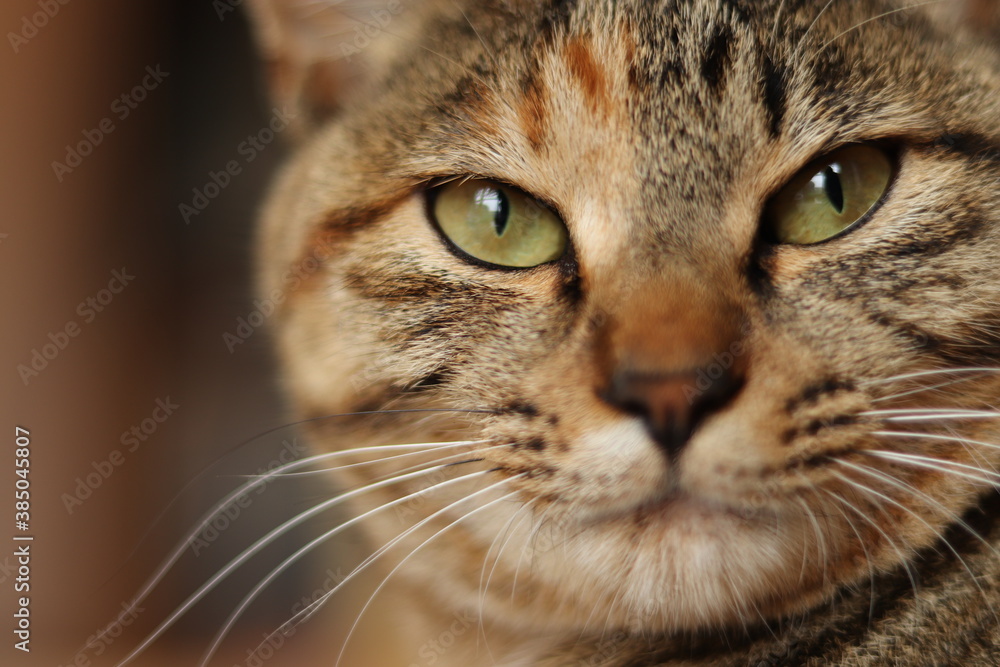 Close-up portrait of young tabby cat, looking at camera Close-up portrait of young tabby cat, looking at camera