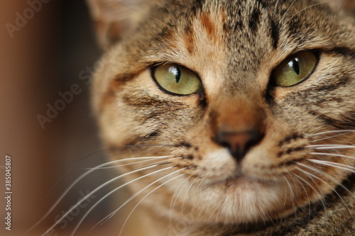 Close-up portrait of young tabby cat, looking at camera