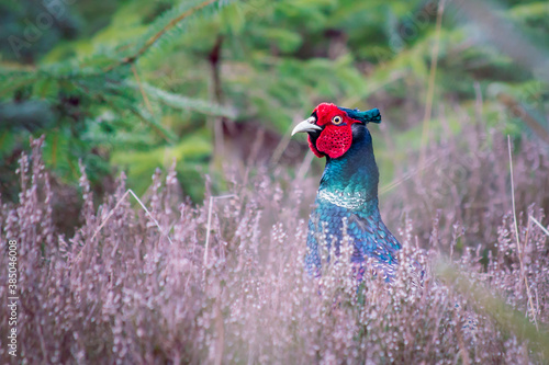 Male Common Pheasant closeup amonst a Northumberland heather field in Spring photo