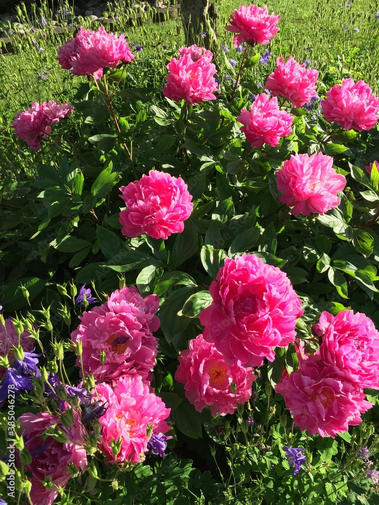 Obraz premium Pink Peonies in the Garden