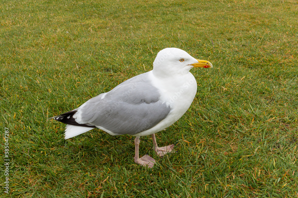 Beautiful and funny seagull on green grass. Close up view of white bird seagull on green grass. Beautiful and funny seagull on green grass. Close up view of white bird seagull on green grass.