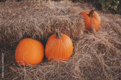 Pumpkins on a pumpkin patch in south west Florida Bonita spring in mikes farm u pick farm 