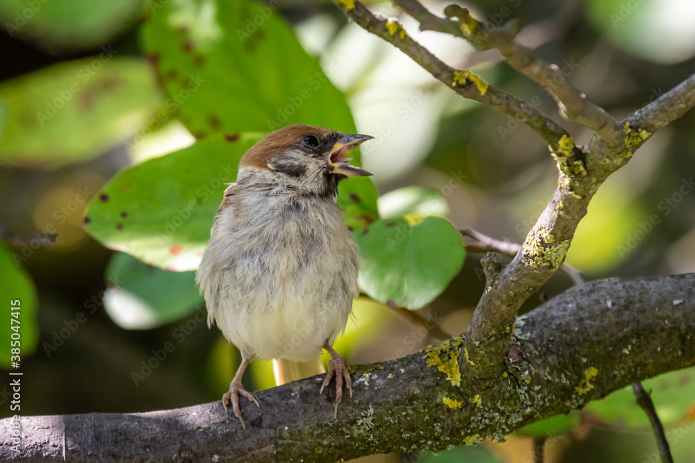 Fototapeta premium Eurasian tree sparrow (Passer montanus)