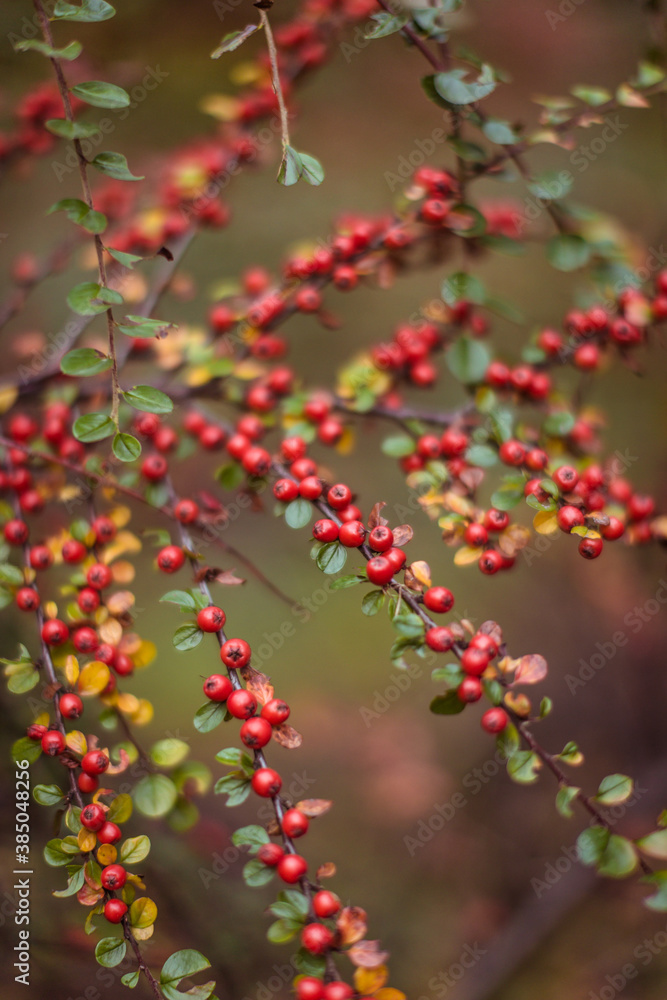autumn red berries on a branch autumn red berries on a branch