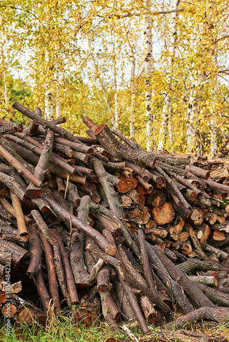 Fototapeta Naklejka Na Ścianę i Meble -  Piled tree logs in forest. Stacks of cut wood. Wood logs, timber logging, industrial destruction. Forests illegal Disappearing. Environmetal concept, illegal deforestation.
