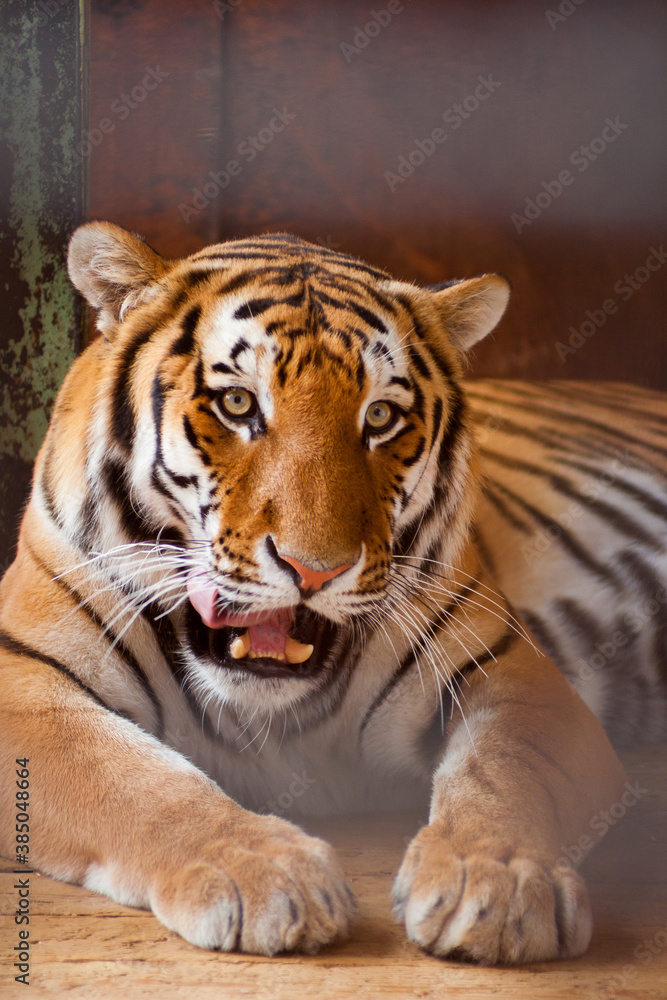 Portrait of a sad tiger resting through metallic fence in the zoo Portrait of a sad tiger resting through metallic fence in the zoo