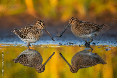 Common snipes in Biebrza national Park in Poland photo