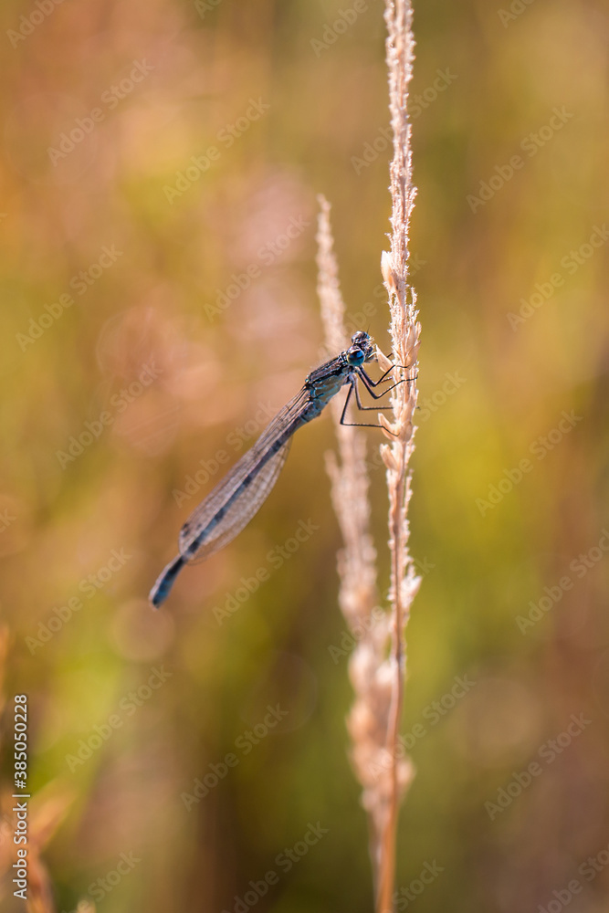 Common Blue Damselfly resting amongst pale grassland in Kibblesworth, North East England Common Blue Damselfly resting amongst pale grassland in Kibblesworth, North East England