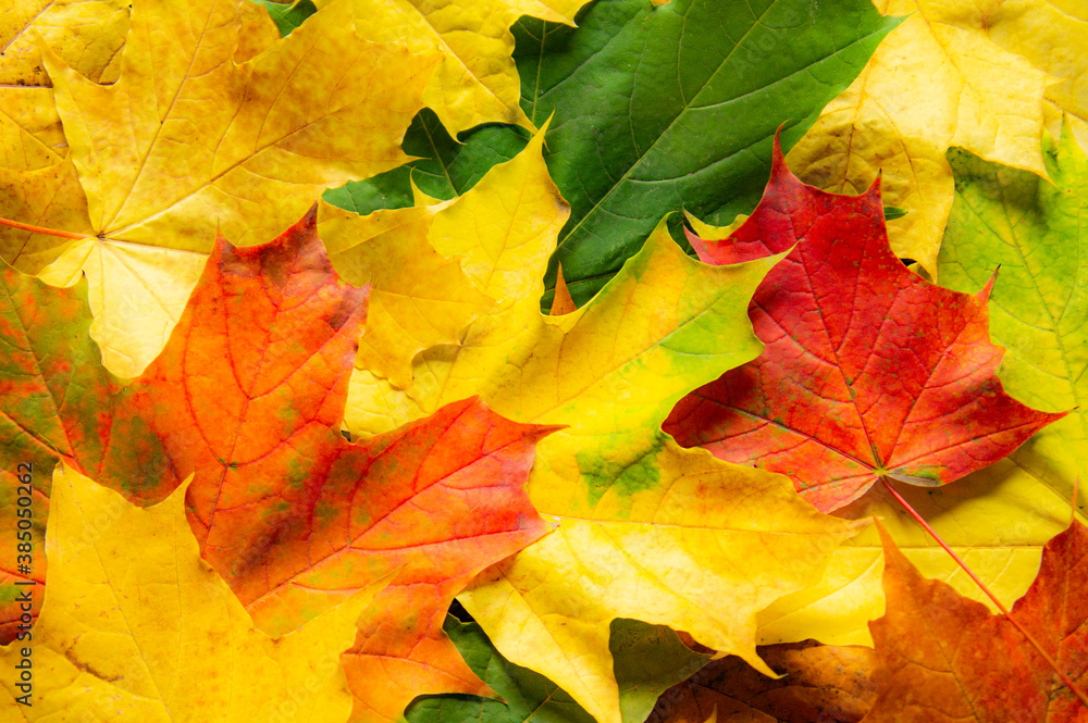 Multicolored autumn leaves. Background from yellow, green and red maple foliage