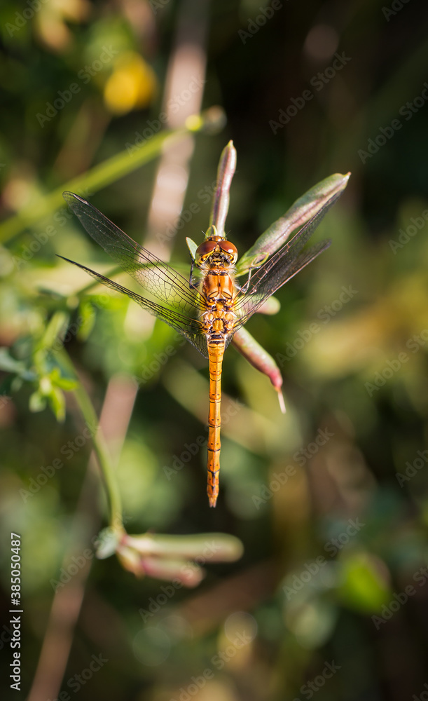 Common Darter Dragonfly drying off in the morning sunshine at Kibblesworth Brick Pools, North East England Common Darter Dragonfly drying off in the morning sunshine at Kibblesworth Brick Pools, North East England