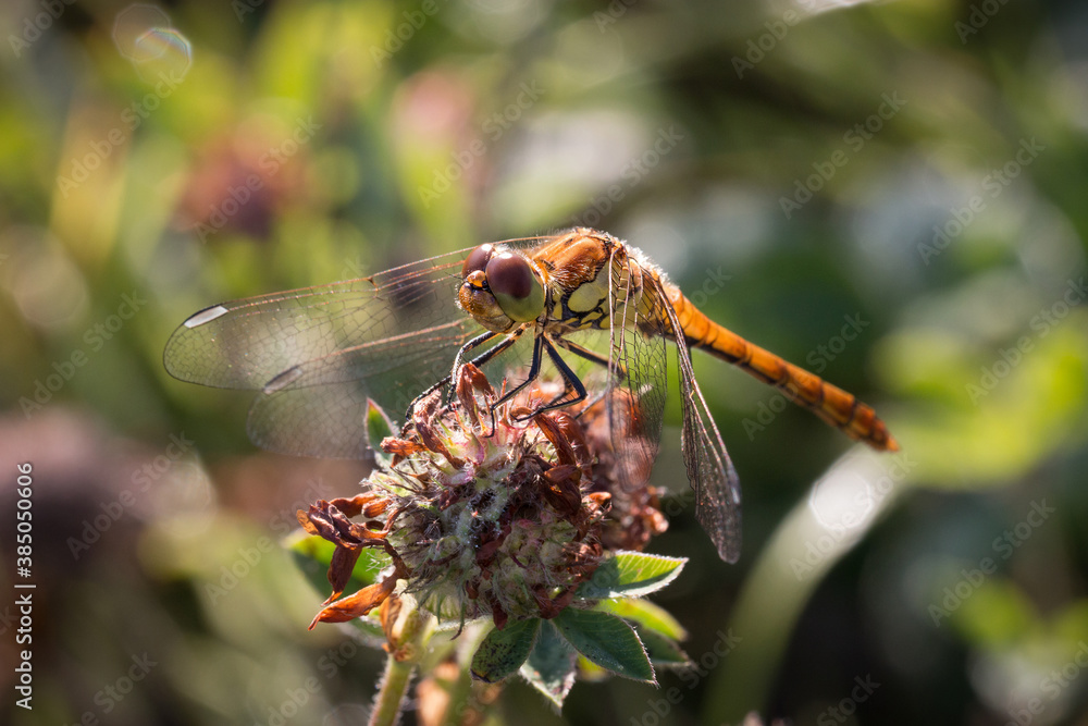 Common Darter Dragonfly drying off in the morning sunshine at Kibblesworth Brick Pools, North East England Common Darter Dragonfly drying off in the morning sunshine at Kibblesworth Brick Pools, North East England