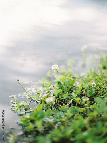 white spring flowers and green leaves on the water background