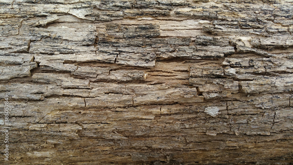Bark texture. A beautiful texture shot up close on a tree. The beauty of a natural work Bark texture. A beautiful texture shot up close on a tree. The beauty of a natural work