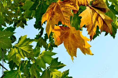 maple leaf