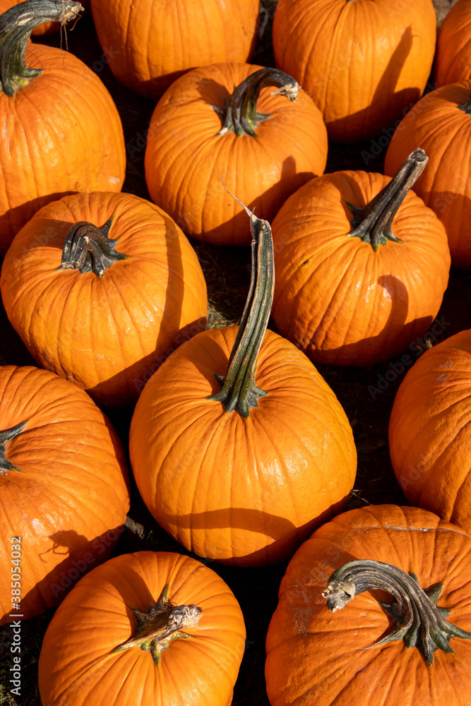 Fall Pumpkin patch top view, getting ready for Halloween Fall Pumpkin patch top view, getting ready for Halloween