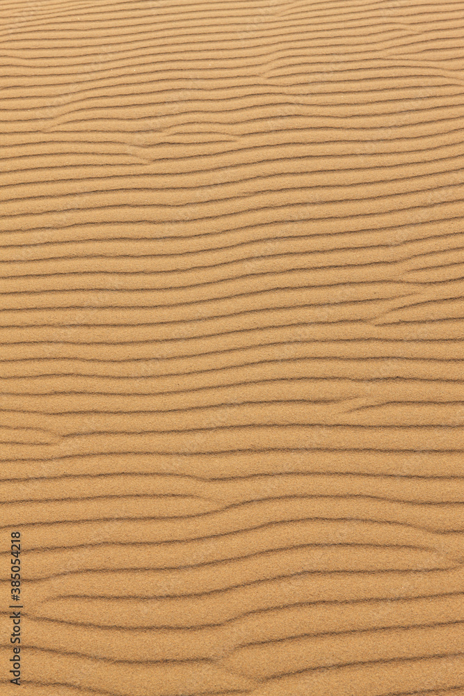 Fototapeta 鳥取砂丘の風紋