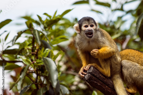 Photography Angry Squirrel Monkey shouting and calling while perched on a wooden branch in a