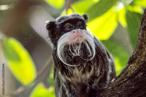 Canvas Print Emperor Tamarin looking sat in tree amongst leaves