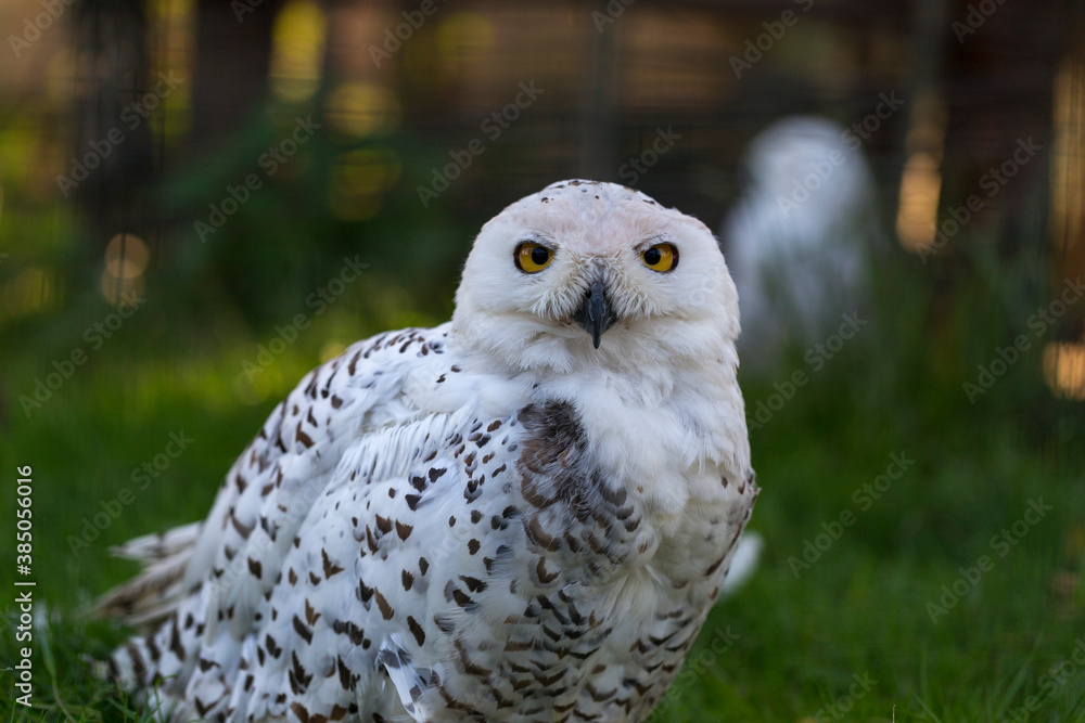 Obraz premium Portrait of Snowy Owl (Bubo scandiacus) at the zoo.
