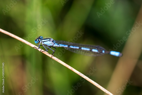 Male Common Blue Damselfly resting on grass photo