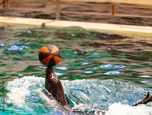Happy Seal is playing with a ball in the water