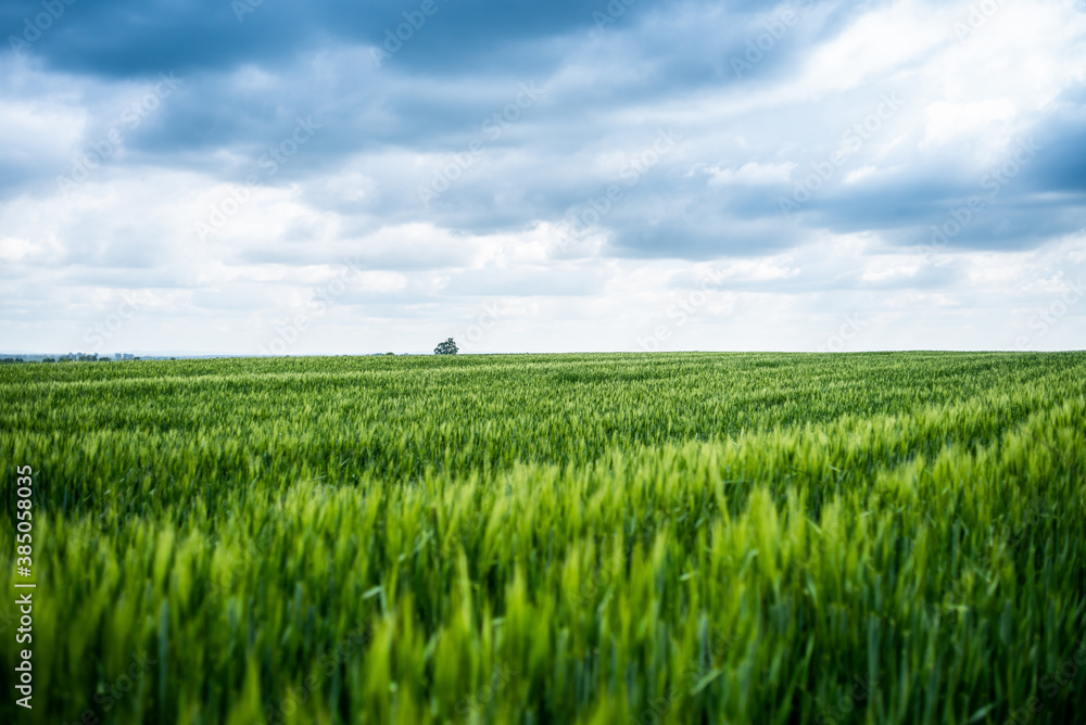 Fototapeta premium Beautiful landscape, green agricultural fields
