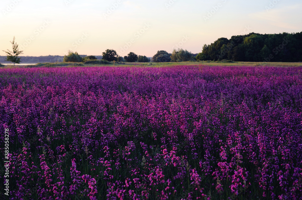 Lavender field. Wild-groving lavender violet flowers..Large purple meadow. Summer blooming landscape in the sunset. Landscape wallpaper