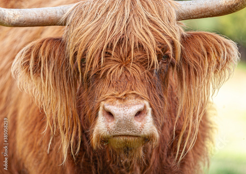 Highland Cattle looking in your eyes with its long hairs