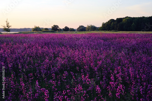 Lavender field. Wild-groving lavender violet flowers..Large purple meadow. Summer blooming landscape in the sunset. Landscape wallpaper © Stylish_Pics