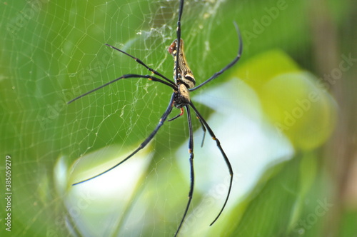 spider on a web