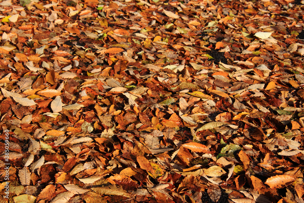 蒜山高原の紅葉 蒜山高原の紅葉