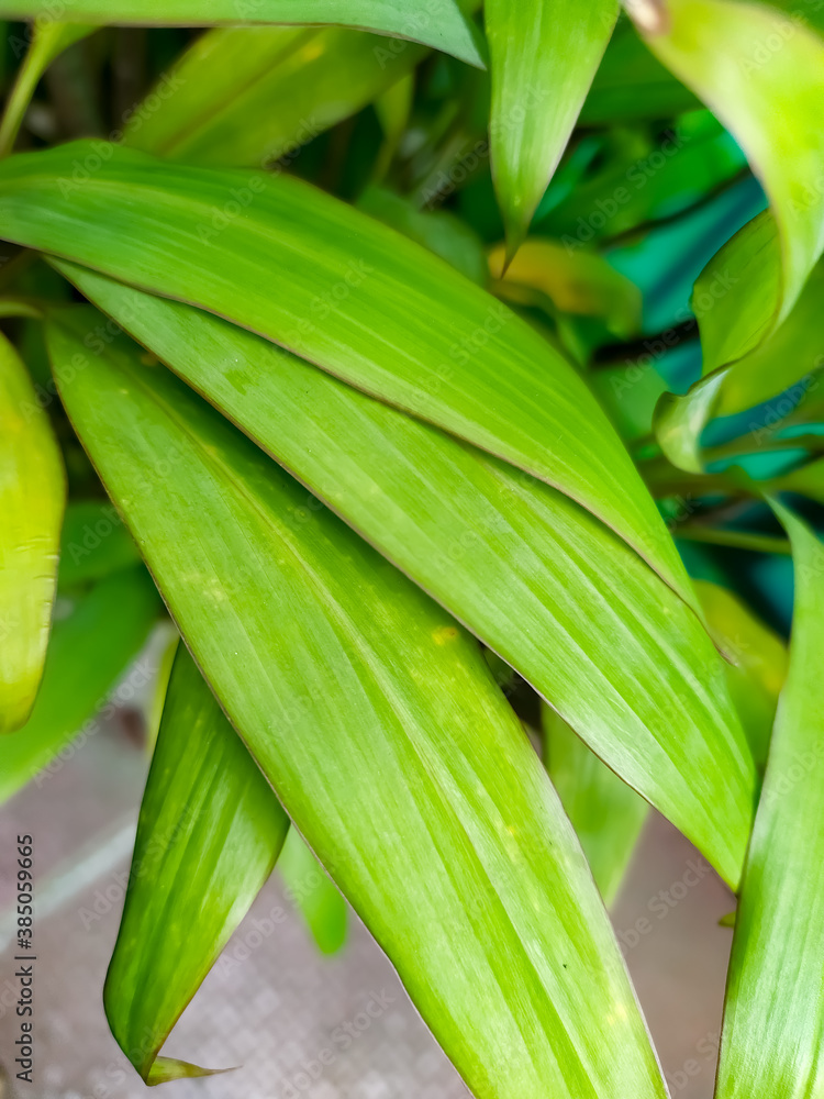 green Hawaiian ti plant leafs closeup, Cordyline fruticosa green Hawaiian ti plant leafs closeup, Cordyline fruticosa