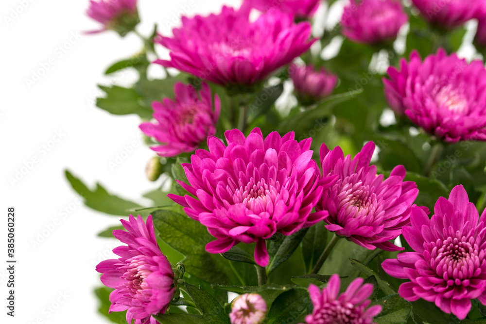 Chrysanthemum indicum Chrysanthemum indicum