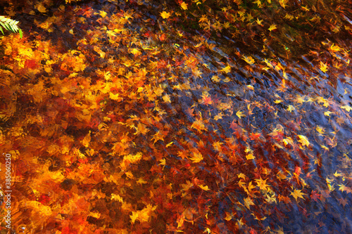 紅葉と水 © Paylessimages