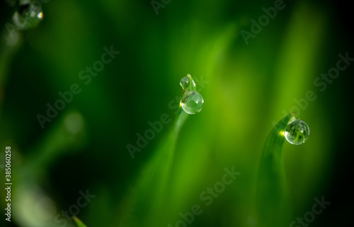 Nice morning dew on green grass close up macro photography nature