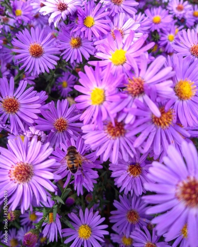 flowers in a garden