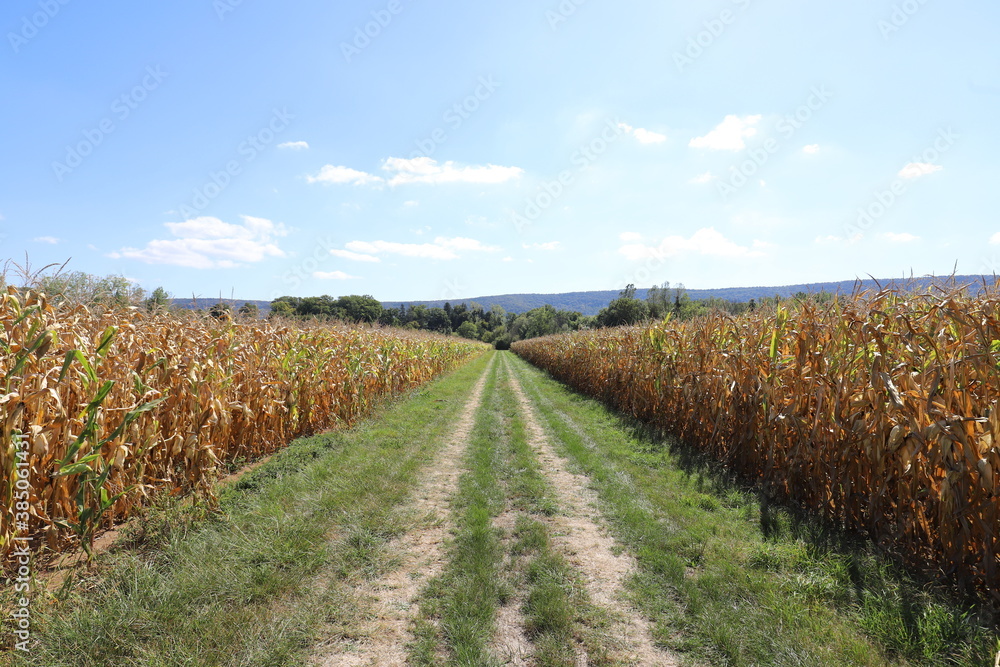 A beautiful French dirt road through the cornfields on a warm and sunny day.