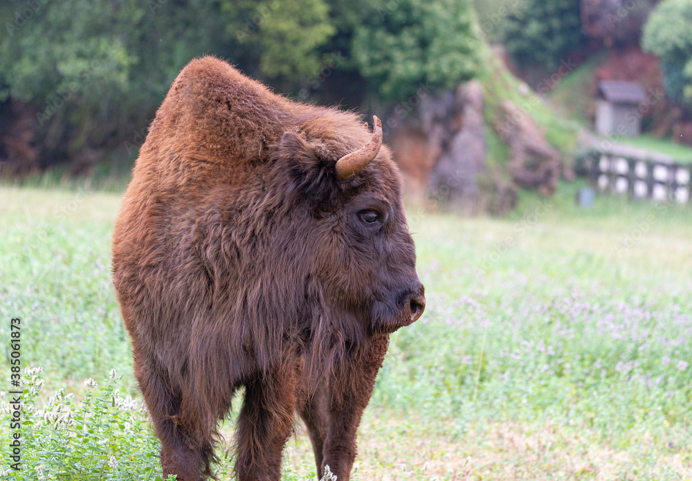 Fototapeta premium portrait of brown bison in profile