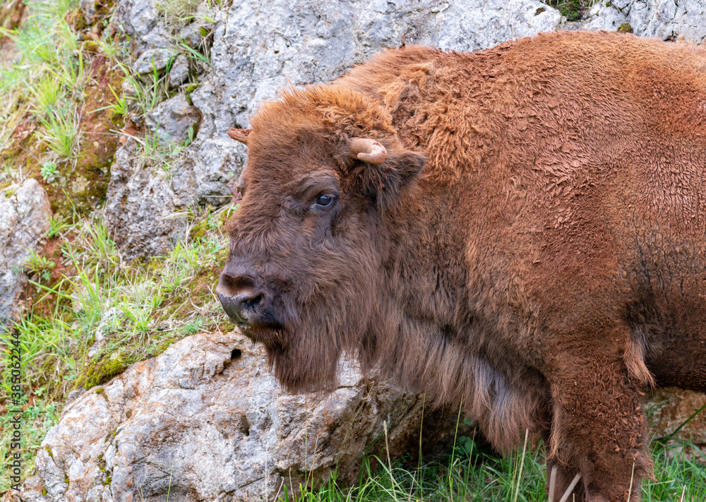 Fototapeta premium portrait of brown bison in profile