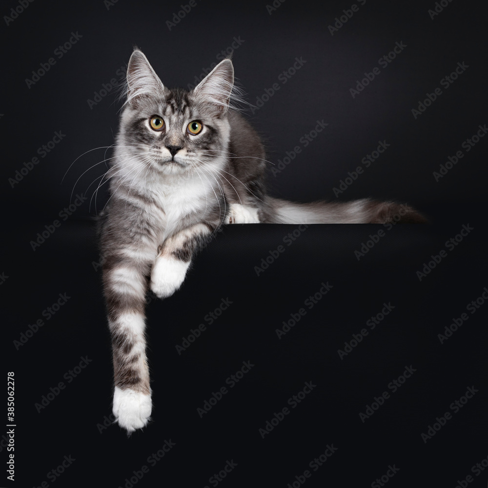 Handsome young Maine Coon cat, laying down facing front with paw hanging over edge. Looking towards camera with yellow eyes. Isolated on black background.