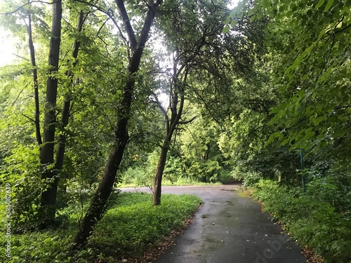 road in the forest