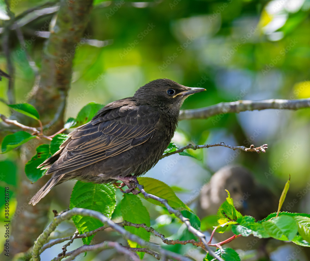 Young starling bird sitting on the twig of a tree Young starling bird sitting on the twig of a tree