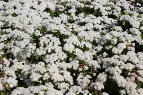 White Ageratum on a flower bed in the garden