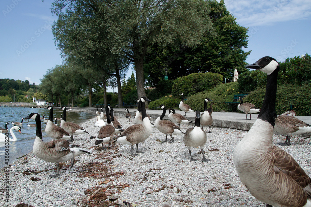 Fototapeta premium Kanadagans (Branta canadensis) Gruppe an Uferpromenade, Starnberger See, Bayern, Deutschland