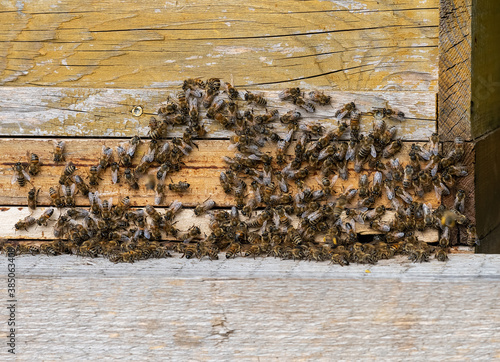 Beekeeping with wooden beeyards photo