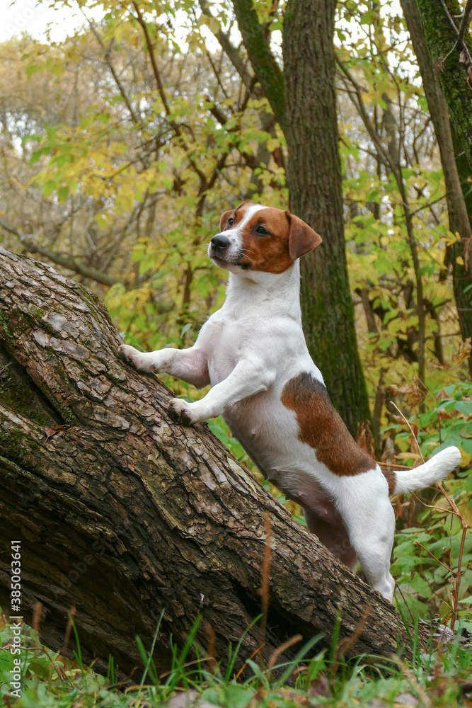 Curious puppy stands on a felled tree