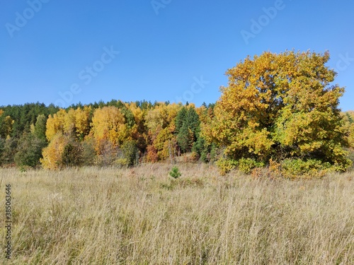 autumn landscape with trees with yellow foliage on a blue sky background