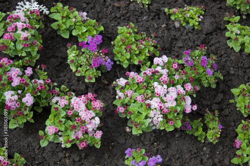Blooming multicolored Ageratum on a flower bed in the garden