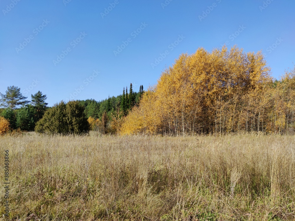 sunny landscape with beautiful autumn trees against the blue sky